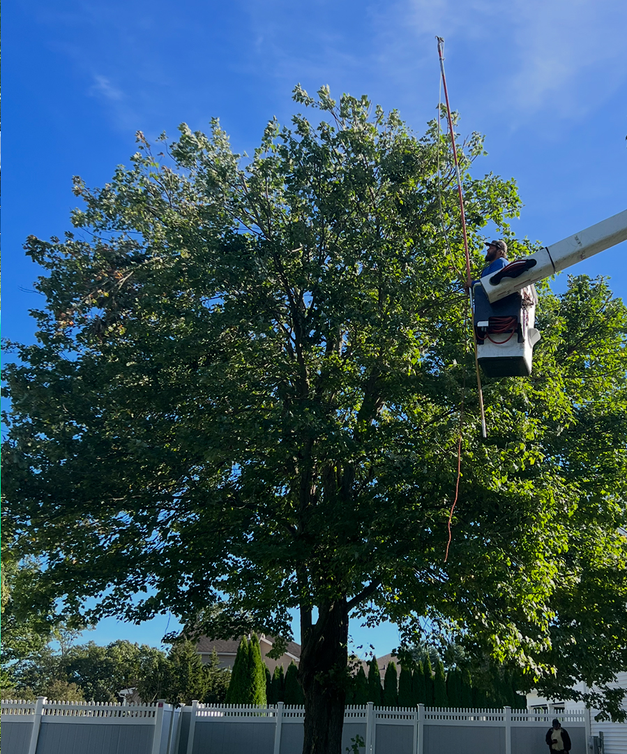 https://realtreelandscaping.com/wp-content/uploads/2025/04/treeservices6.jpg